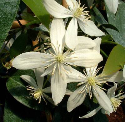 CLEMATIS ARMANDII